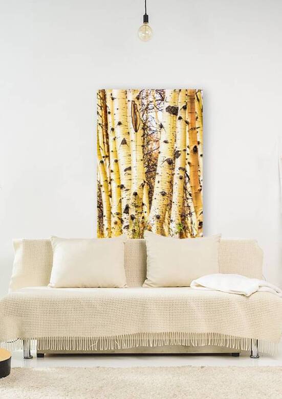 Aspen Trunk Glow by Prairie Wind Imagery