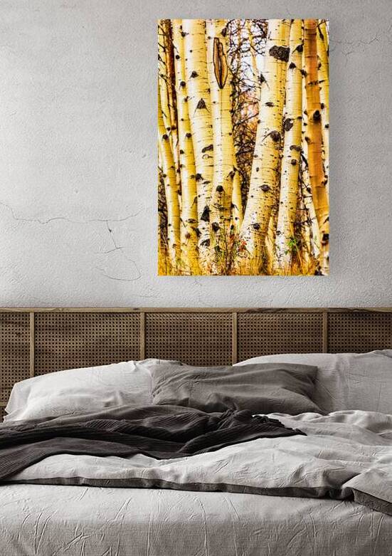 Aspen Trunks in Autumn by Prairie Wind Imagery