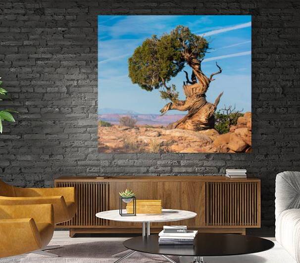 A Twisted Pine by Prairie Wind Imagery
