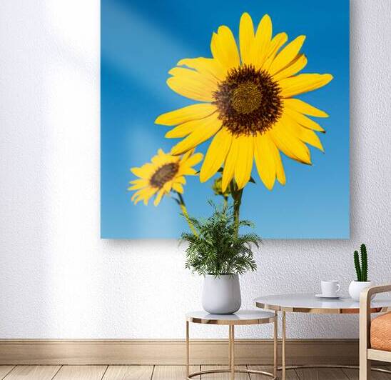 Sunflowers and Blue Sky by Prairie Wind Imagery