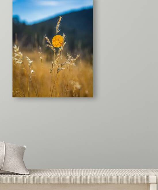 Captured Gold by Prairie Wind Imagery