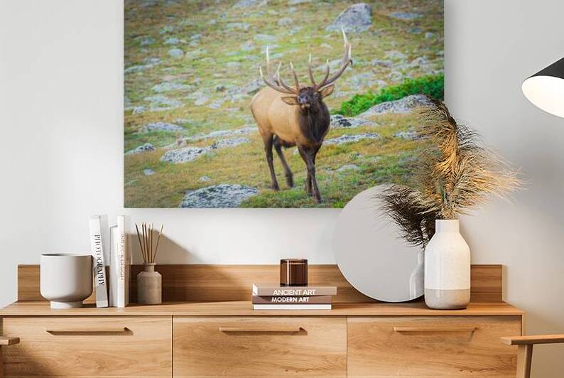 Bugling Elk by Prairie Wind Imagery