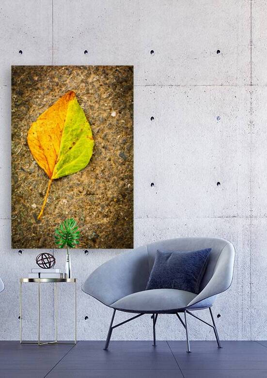 Bi-Color Leaf by Prairie Wind Imagery