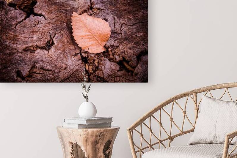 A Leaf On A Log by Prairie Wind Imagery