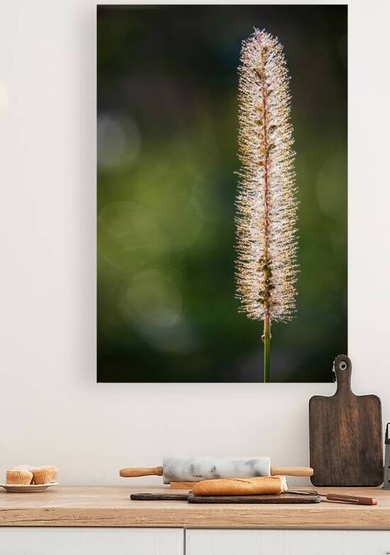 Foxtail Glow by Prairie Wind Imagery
