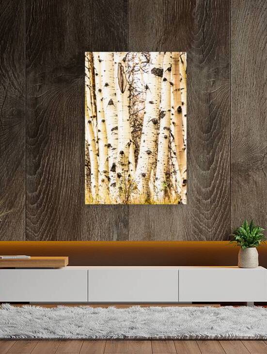 Aspen Trunks by Prairie Wind Imagery
