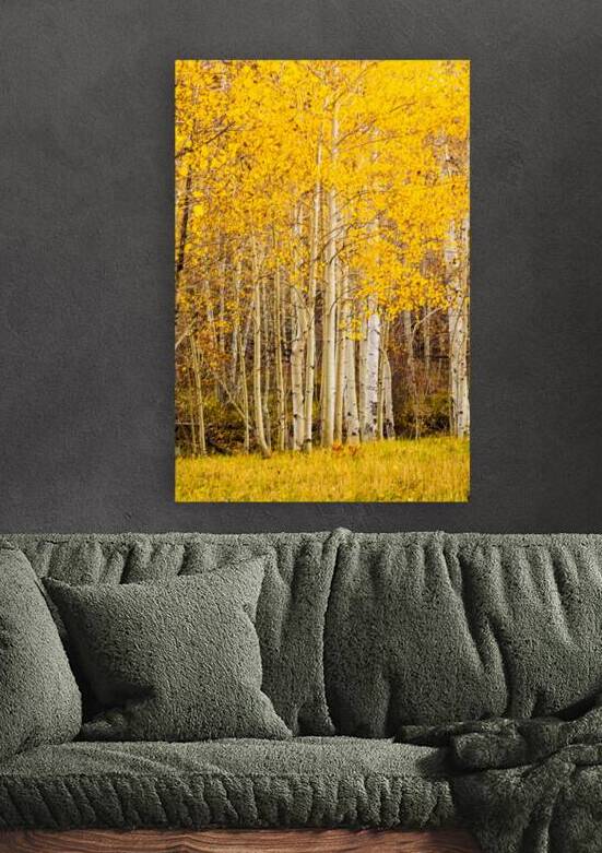 Golden Aspen Grove by Prairie Wind Imagery