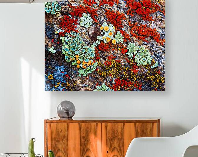 Im Lichen This by Prairie Wind Imagery