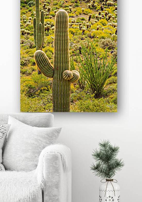  A Friendly Saguaro Cactus by Prairie Wind Imagery