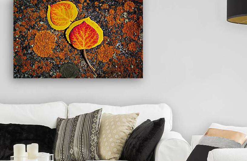 Aspen Leaves on Colorful Lichen Covered Rock by Prairie Wind Imagery