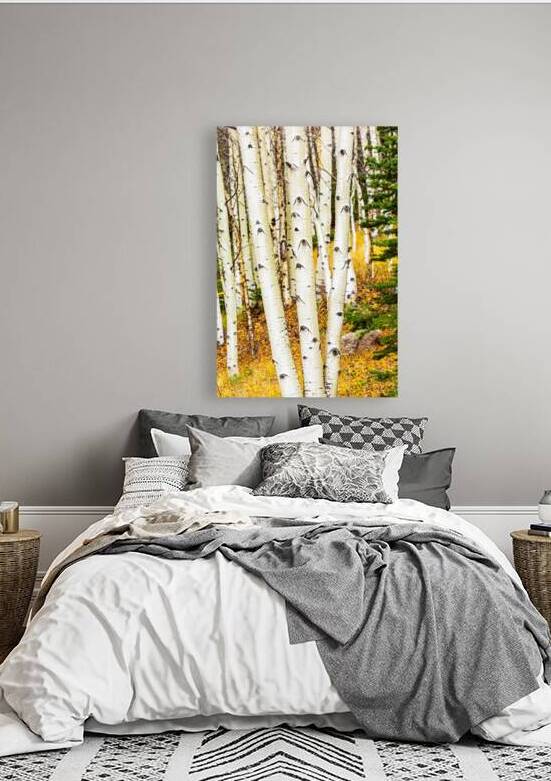 Colorado Aspen Trunks by Prairie Wind Imagery