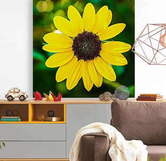 Sunny by Prairie Wind Imagery