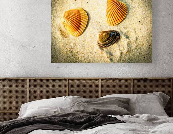 Three Seashells by Prairie Wind Imagery