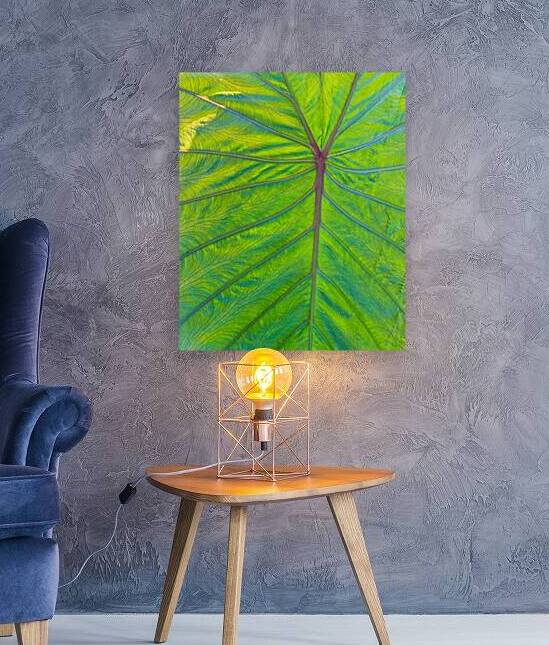 Elephant Ear Leaf by Prairie Wind Imagery