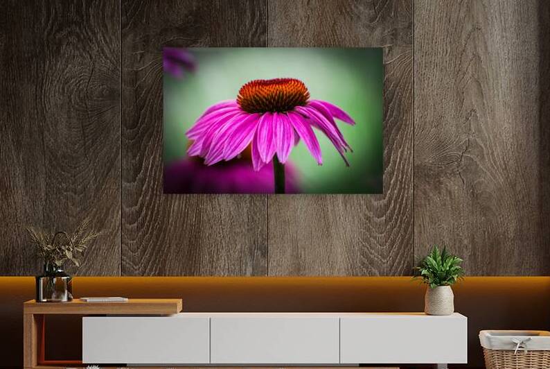 Purple Echinacea by Prairie Wind Imagery
