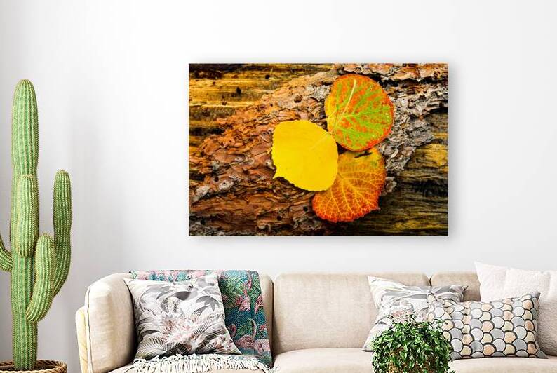 Aspen Leaves On Pine Bark by Prairie Wind Imagery