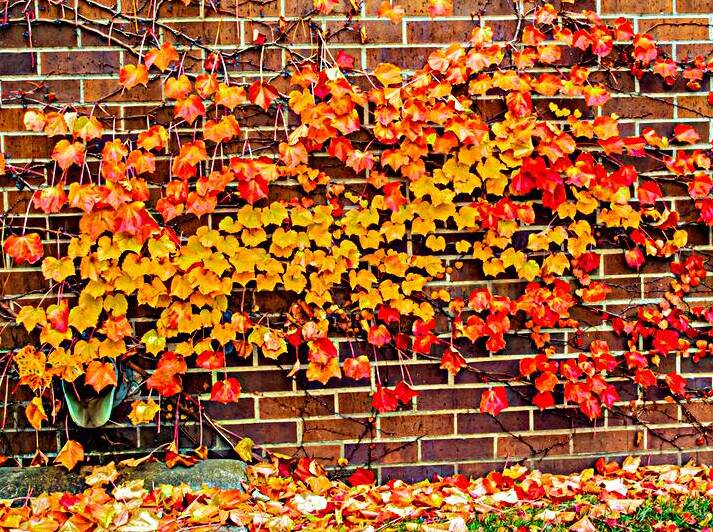Fall Wall by Prairie Wind Imagery