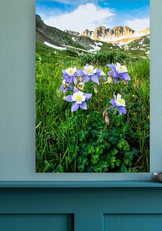 American Basin Columbine by Prairie Wind Imagery