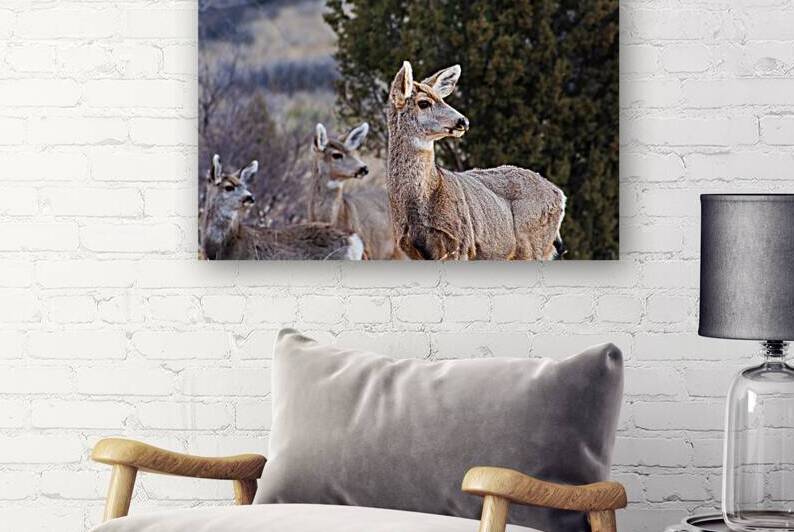 Alert by Prairie Wind Imagery