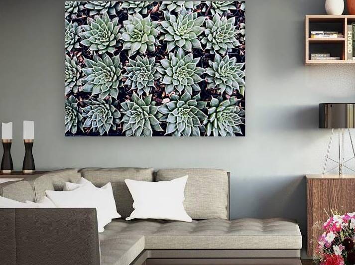 Echevaria 2 by Prairie Wind Imagery