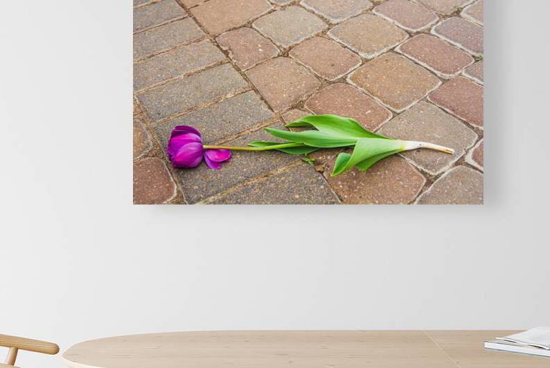 Fallen Tulip On The Bricks by Prairie Wind Imagery