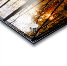 Sunset Through Fall Foliage Acrylic print