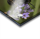 Bee on Flower  Acrylic print