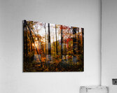Sunset Through Fall Foliage Acrylic Print