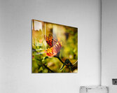 Monarch  3 Acrylic Print