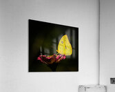 Clouded Sulphur Feasting Acrylic Print