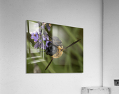 Bee on Flower  Acrylic Print