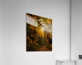 Pisgha Forest Trail Acrylic Print