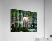 Lotus Glowing Acrylic Print