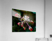 Red Flower Buds Acrylic Print