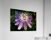 Passion Flower Acrylic Print