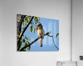 Bird on limb 2 Acrylic Print