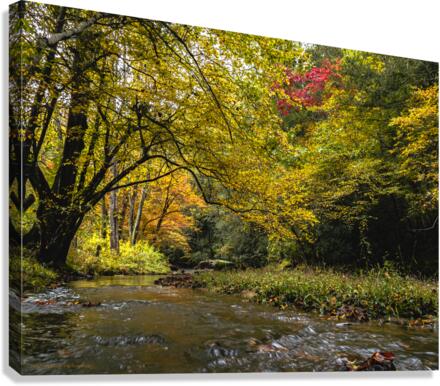 Reems Creek Fall  Canvas Print