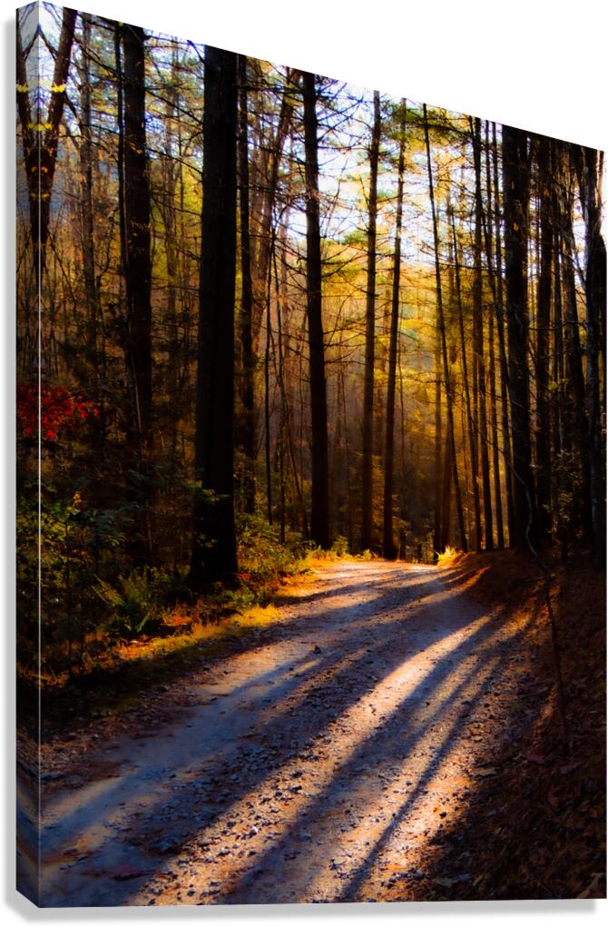 In The Woods Canvas Print