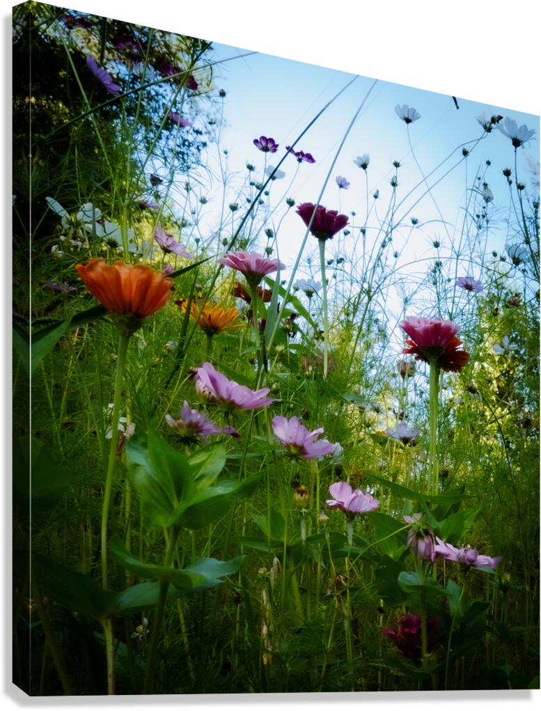 Butterfly Garden Canvas Print
