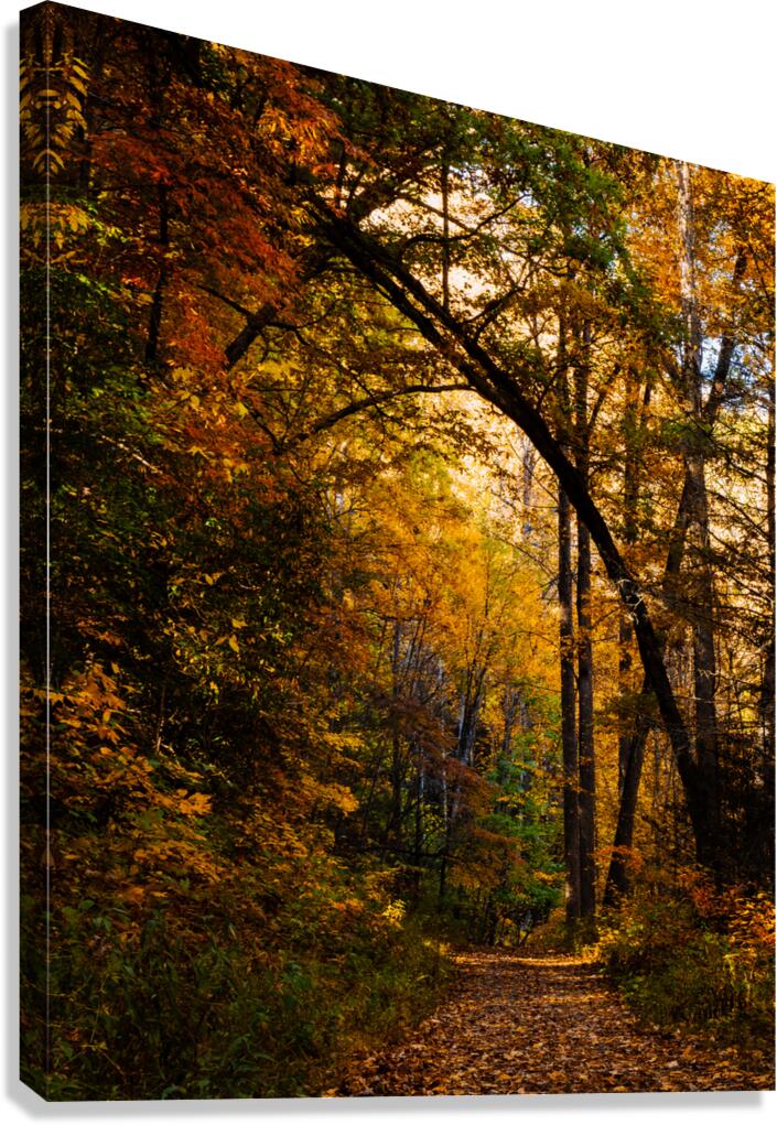 Pisgha Forest Trail Canvas Print