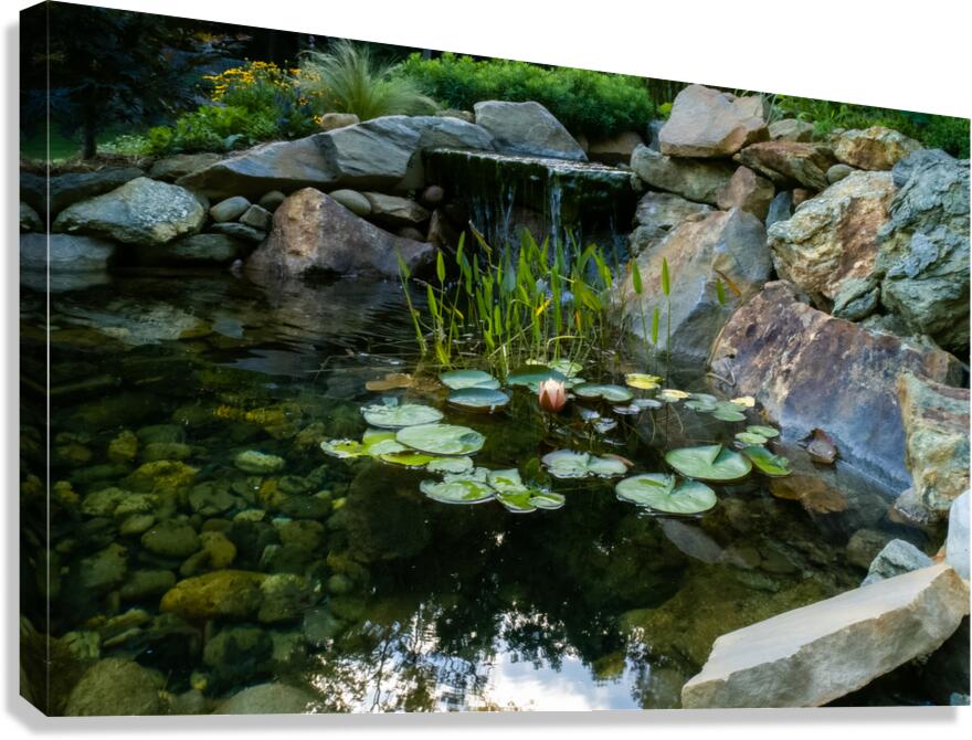 Lotus and Waterfall Canvas Print