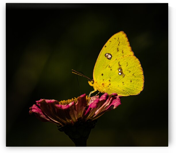Clouded Sulphur Feasting by Pope McElvy