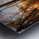 Sunset Through Fall Foliage Metal print