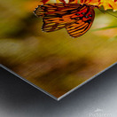 Monarch  3 Metal print