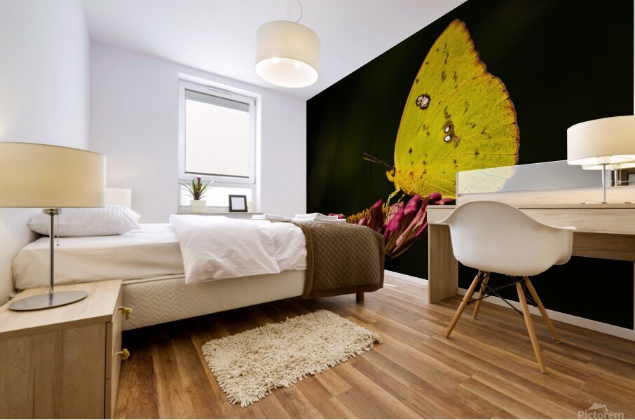 Clouded Sulphur Feasting Mural print