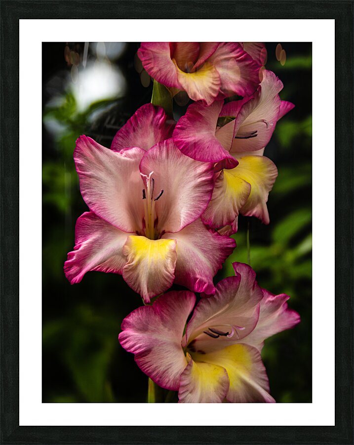  Glad Glads Picture Frame print