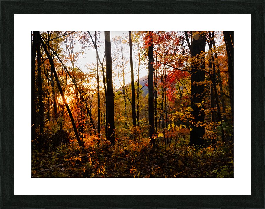 Sunset Through Fall Foliage Picture Frame print