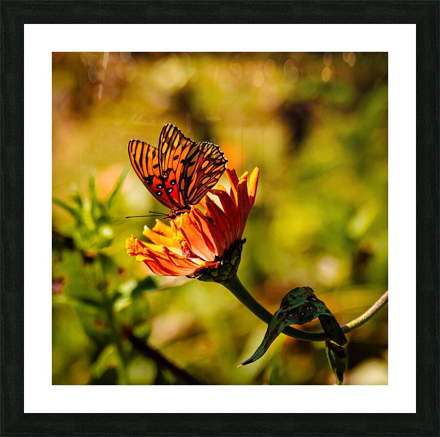 Monarch  3 Picture Frame print