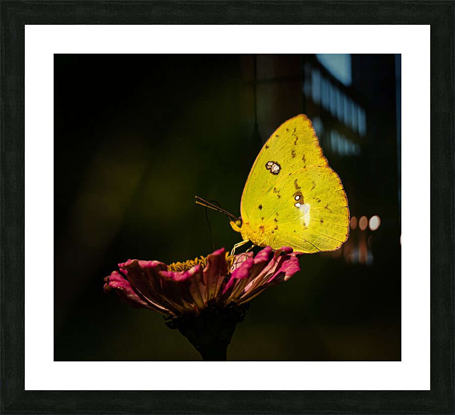 Clouded Sulphur Feasting Picture Frame print