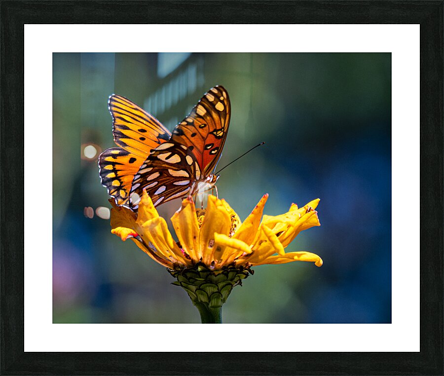 Monarch  1 Picture Frame print